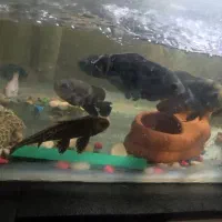 ماهی|ماهی|مشهد, اروند|دیوار