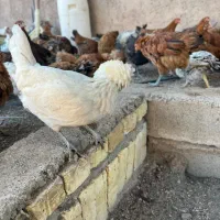 مرغ و خروس و غاز و قوغاز و اردک