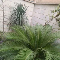 دو عدد یوکا یه سیکاس ده ساله