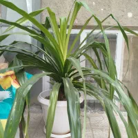 گل پاندانوس