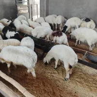 گوسفند بره گوشت مرغ