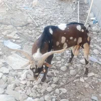 نری پَچی|حیوانات مزرعه|قلعه قاضی, |دیوار