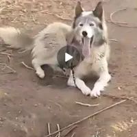 سگ هاسکی چشم دو رنگ|سگ|یزد, |دیوار