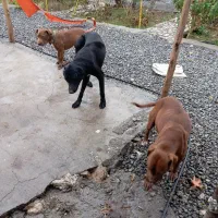 واگذاری سگ پیتبول دوبرمن|سگ|اورامان, |دیوار