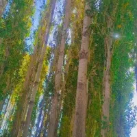 درخت چنار صنعتی با قطر بیش از ۳۰ سانتی متر