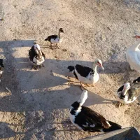 مرغابی مسکویی