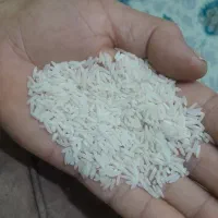 برنج طارم هاشمی