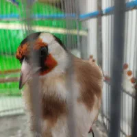 سهره|پرنده|تبریز, |دیوار