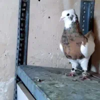 طوق شازده عتیغه