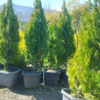 کاج لاوسون، کامیس، پیتسپروم، یاس، انواع گل