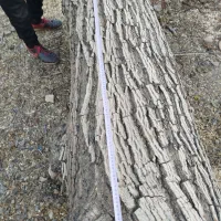 خریدوفروش انواع چوب|عمده‌فروشی|خمین, |دیوار