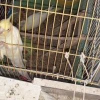 عروس لوتینومولد