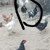 خروس|حیوانات مزرعه|سرپل ذهاب, |دیوار