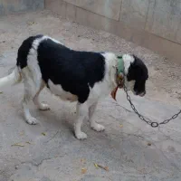 یک قلاده سگ گله ای