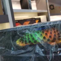 اسپیکر شارژی مکسیدرIRC10A07بارقص نورهای چرخشی|پخشکننده همراه|یزد, |دیوار