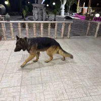 سگ ژرمن نر