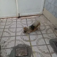 فروش سگ پایمر