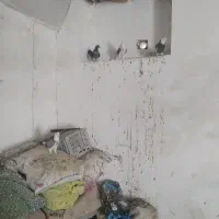 کبوتر|پرنده|بسطام, |دیوار