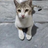 واگذاری گربه Dsh