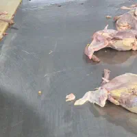 خرد‌‌کردن‌مرغ