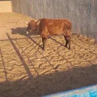 گاو و گوساله محلی. فوری. مناسب
