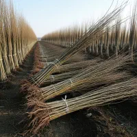 فروش نهال نیگرا با هدیه رایگان|گل و گیاه طبیعی|خدا آفرین, |دیوار