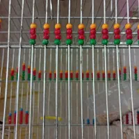 جوجه سهره نر|پرنده|خمینیشهر, |دیوار