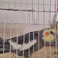 عروس هلندی نر