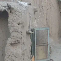 کبوتر جفت باش قرمزی|پرنده|ارشق, |دیوار