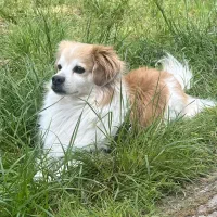 سگ اشپیتز زیبا