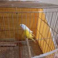 مرغ عشق