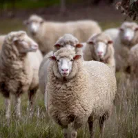 قصاب|خدمات پیشه و مهارت|زابل, |دیوار