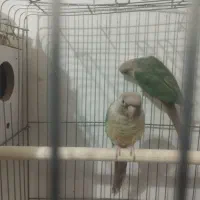 گرینچک پایین اپل مولد بشرط تخم وجوجه