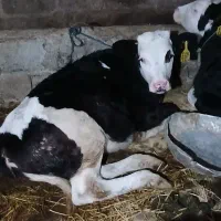 گوساله گاو تلیسه پرشیر ۳۵کیلو شیر جنس. نسل 4