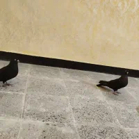 زاغ عبادانی نرو ماده درجه یک بشرط