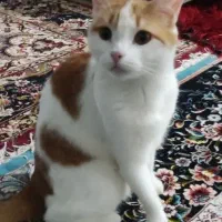 گربه گمشده سفید حنایی