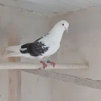 کبوتر آسمون