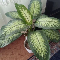 گل زیبا