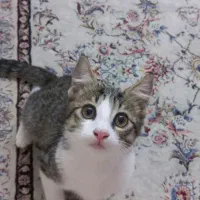 گربه واگزاری