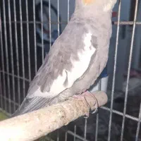 مرغ میناوعروس هلندی