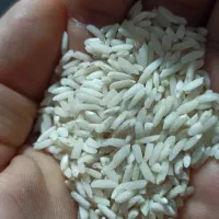 برنج محلی لاهیجان|خوردنی و آشامیدنی|لاهیجان, لیل|دیوار