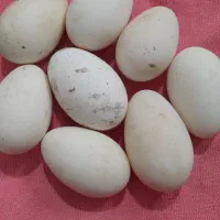 تخم قوغاز اصل