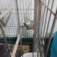 دوجفت عروس هلندی|پرنده|تهران, دولتخواه شمالی|دیوار