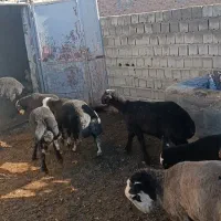 بره نر شین بش|حیوانات مزرعه|نقده, |دیوار