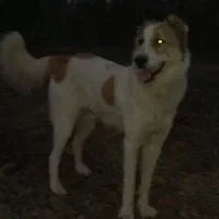 توله سگ
