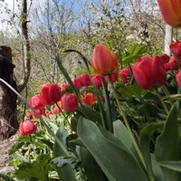 اجاره آپارتمان ۱۶۰ متری ۲ خوابه|اجارهٔ آپارتمان|شمشک, |دیوار