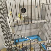 عروس هلندی لوتینو جفت با قفس پایه لونه