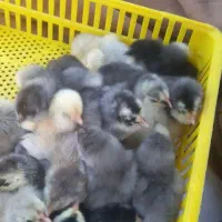 تخم مرغ امرکانا جوجه امرکانا