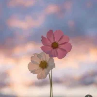 منشی خانم جهت کلینیک درمانی