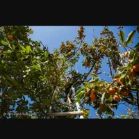اجاره دادن باغ خرمالو